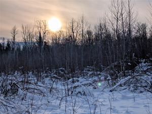Heavy snow blanketed the bent over saplings at sundown between stages.