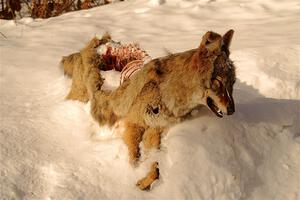 A frozen, dead coyote by the side of Huff-Old State stage.