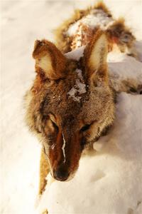 A frozen, dead coyote by the side of Huff-Old State stage.