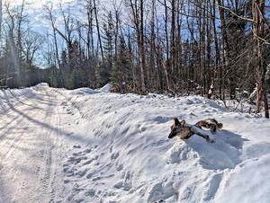 A frozen, dead coyote by the side of Huff-Old State stage.