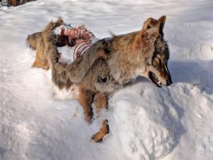 A frozen, dead coyote by the side of Huff-Old State stage.
