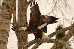 Bald Eagles