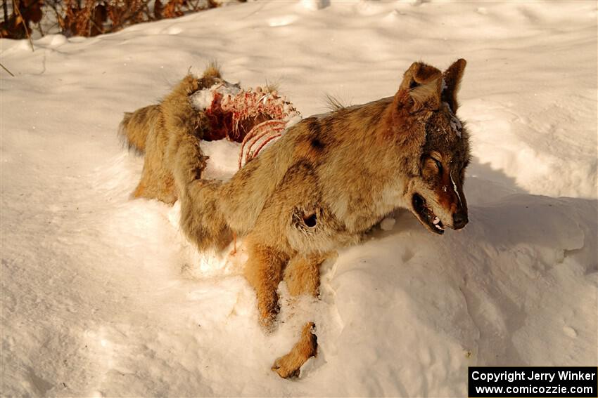 A frozen, dead coyote by the side of Huff-Old State stage.