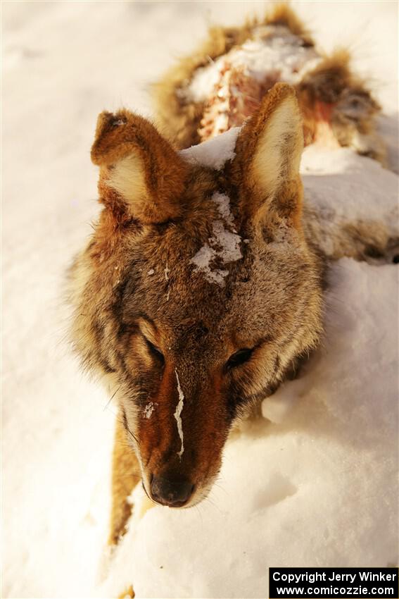 A frozen, dead coyote by the side of Huff-Old State stage.