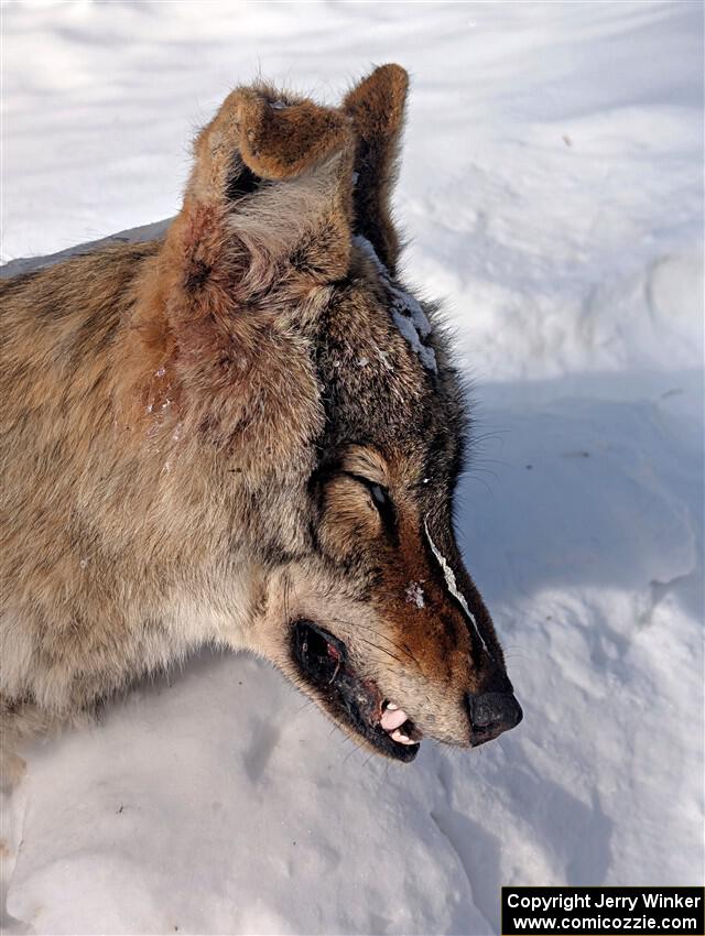 A frozen, dead coyote by the side of Huff-Old State stage.