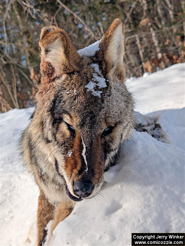 A frozen, dead coyote by the side of Huff-Old State stage.