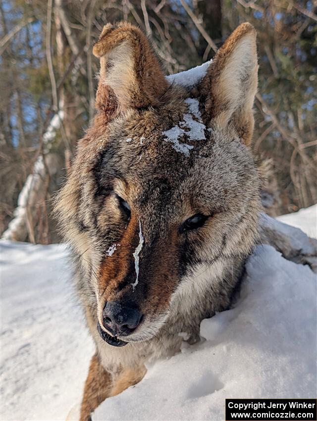 A frozen, dead coyote by the side of Huff-Old State stage.