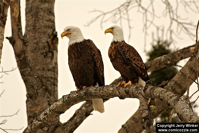 Bald Eagles