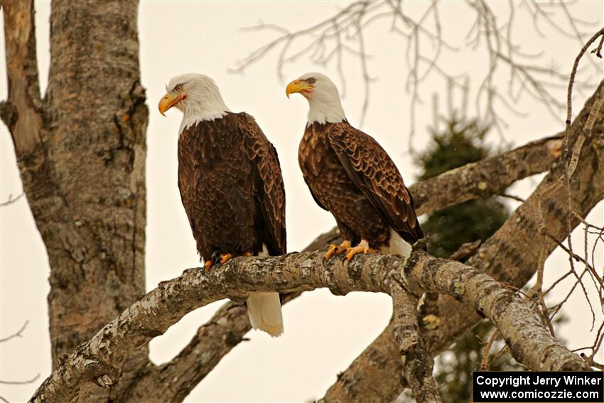 Bald Eagles