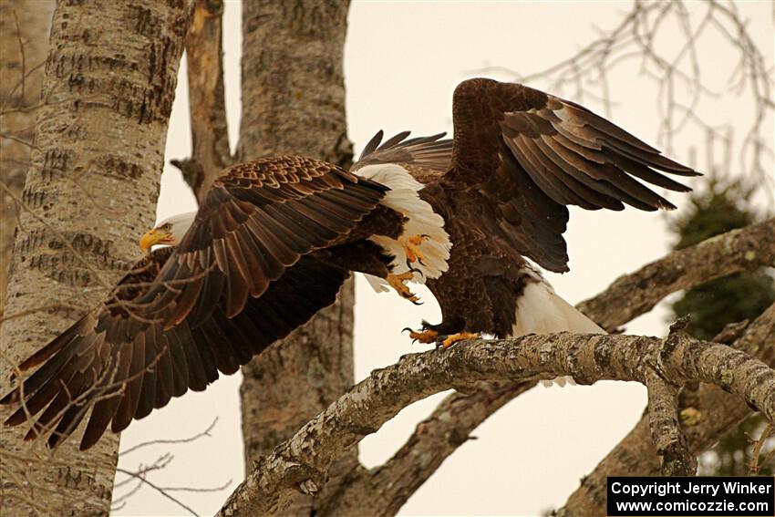 Bald Eagles