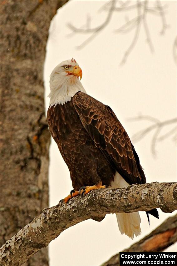 Bald Eagle