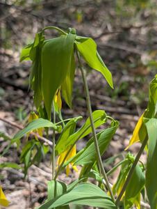 Large-flowered Bellworts