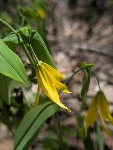 Large-flowered Bellwort