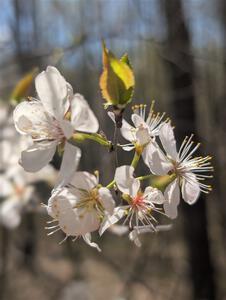 American Plum blossoms