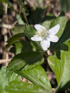 Wood Anemone