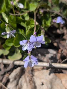 Common Blue Violets