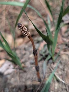 Field Horsetail