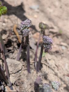 Early Meadow-rue