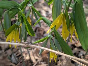 Large-flowered Bellworts