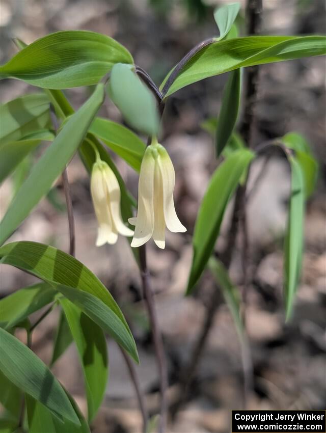 Sessileleaf Bellwort