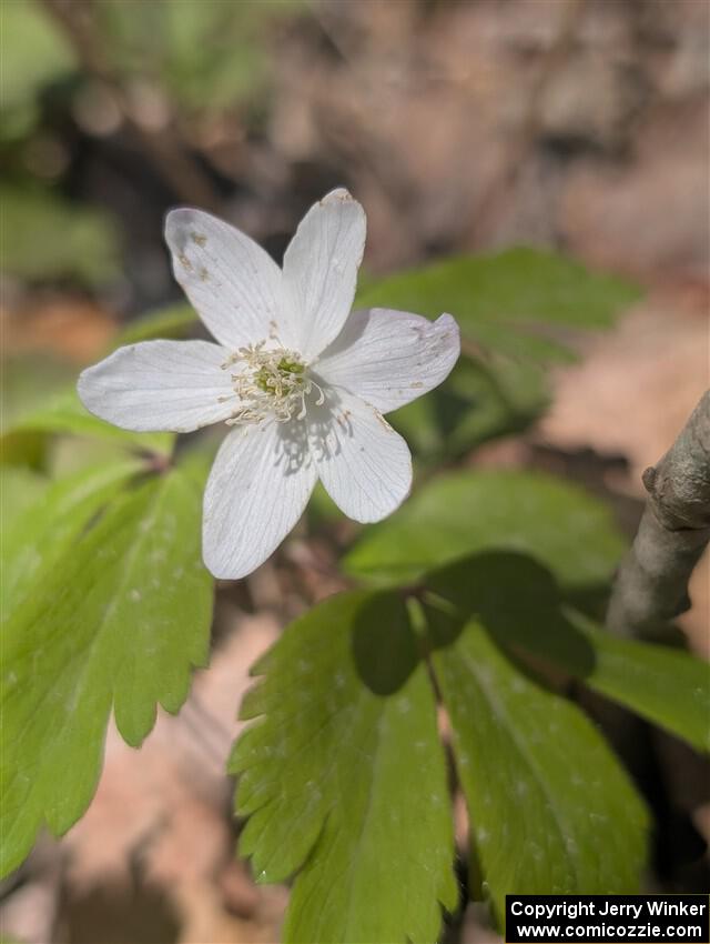 Wood Anemone
