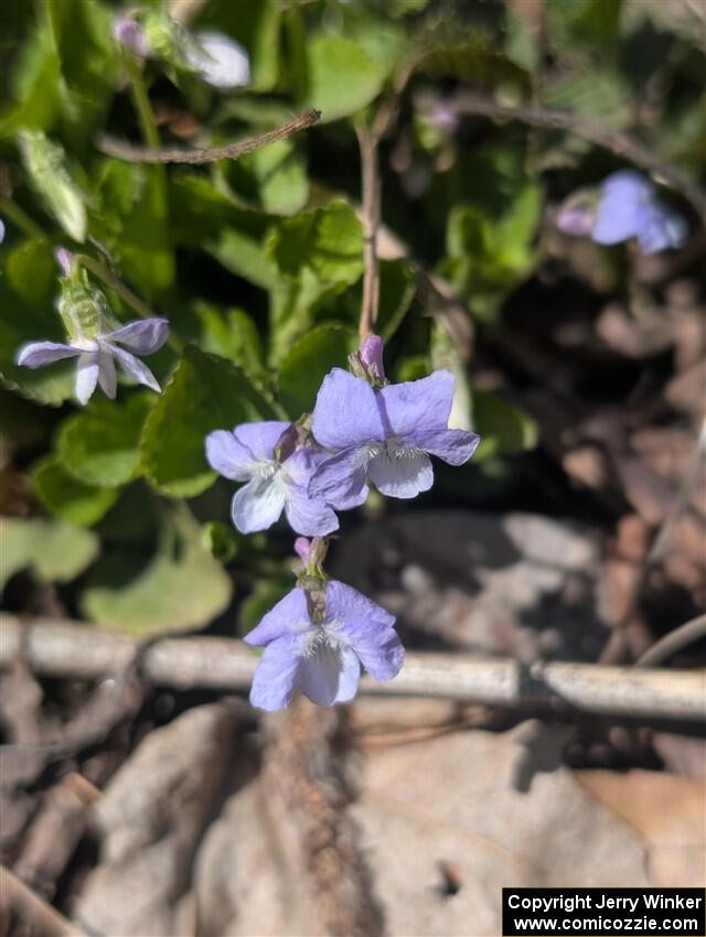 Common Blue Violets