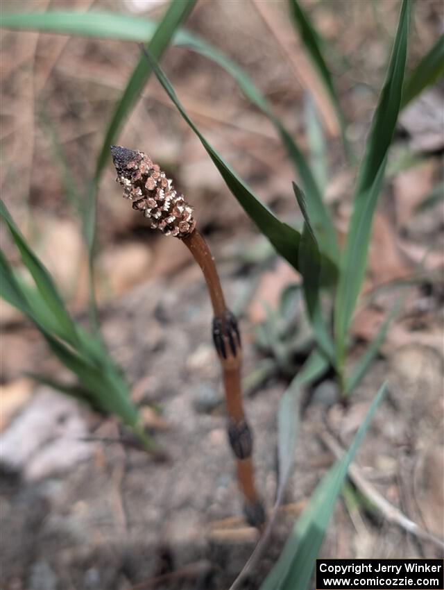 Field Horsetail