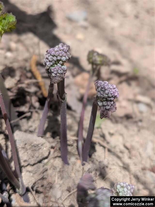 Early Meadow-rue