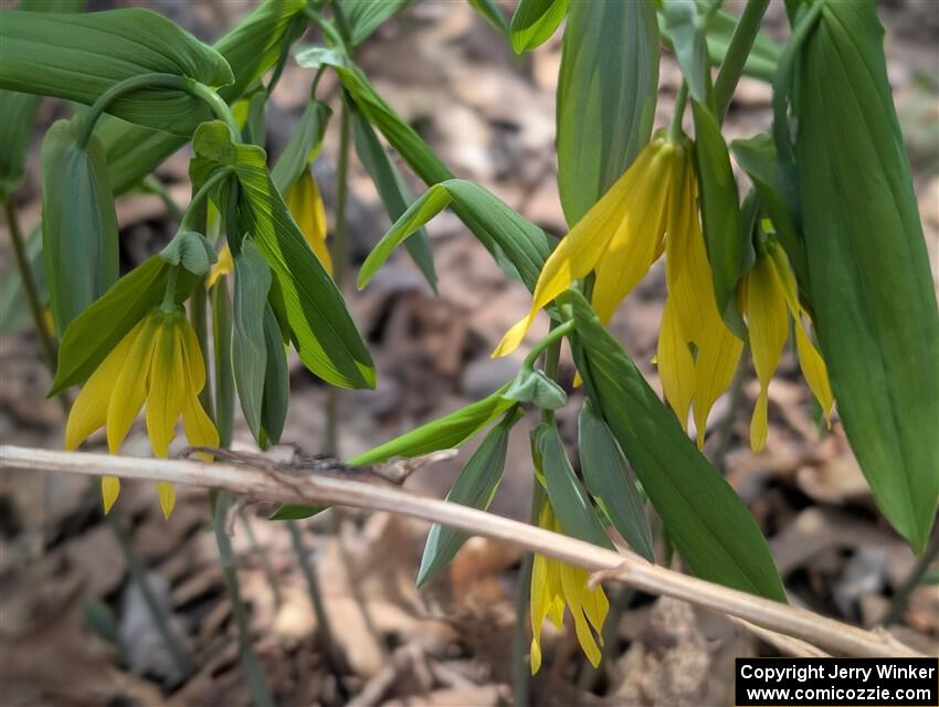 Large-flowered Bellworts