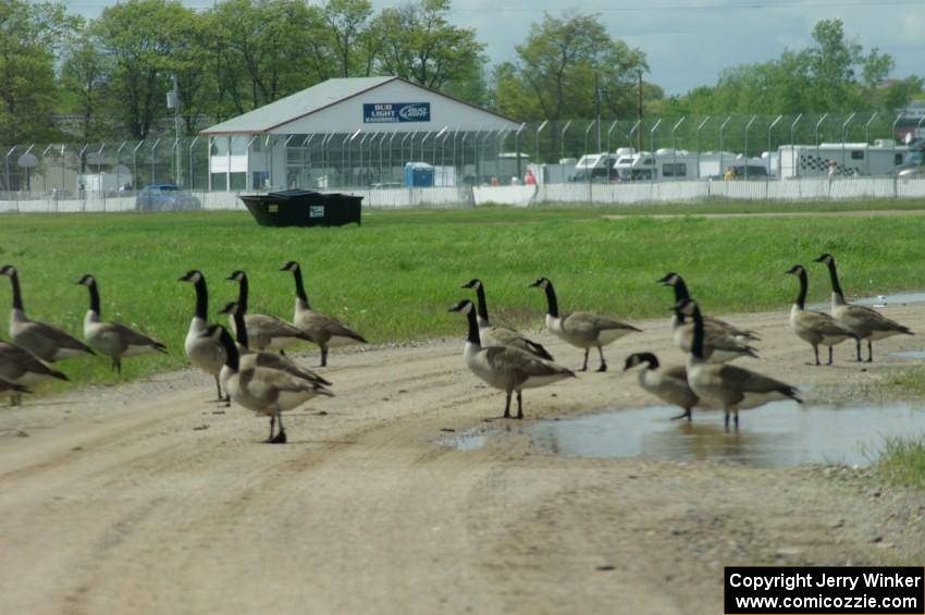 A large flock of Canada Geese blocks one of the infield roads