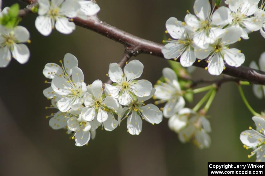 Apple blossoms on the property