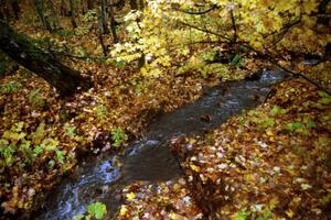 A swollen stream running downhill alongside the Gratiot Lake stage.