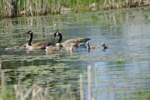 Canada Geese and young goslings