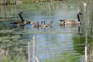 Canada Geese and young goslings