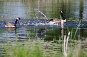 Canada Geese and young goslings