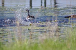 Canada Geese and young goslings