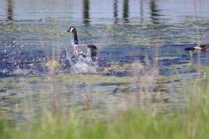 Canada Geese and young goslings