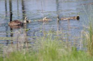 Canada Geese and young goslings