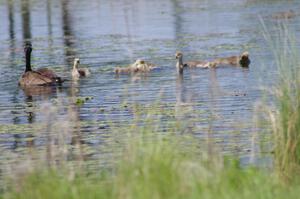 Canada Geese and young goslings