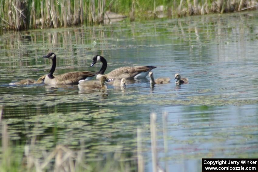 Canada Geese and young goslings