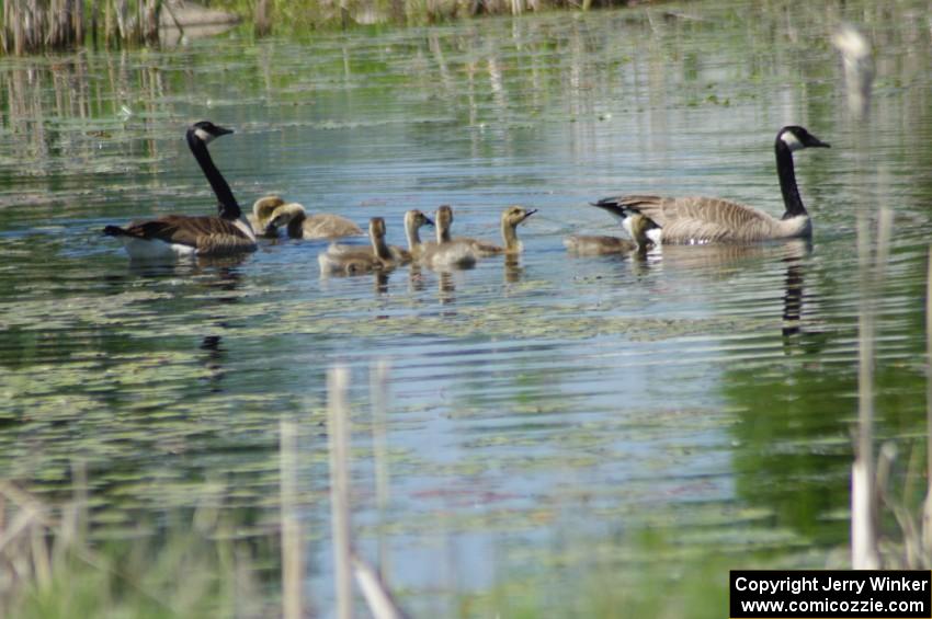 Canada Geese and young goslings