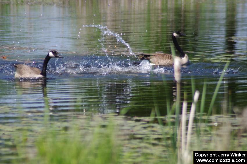 Canada Geese and young goslings