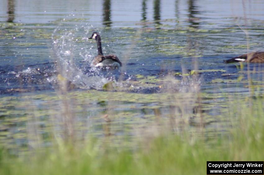 Canada Geese and young goslings