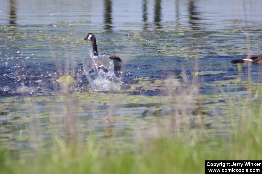 Canada Geese and young goslings