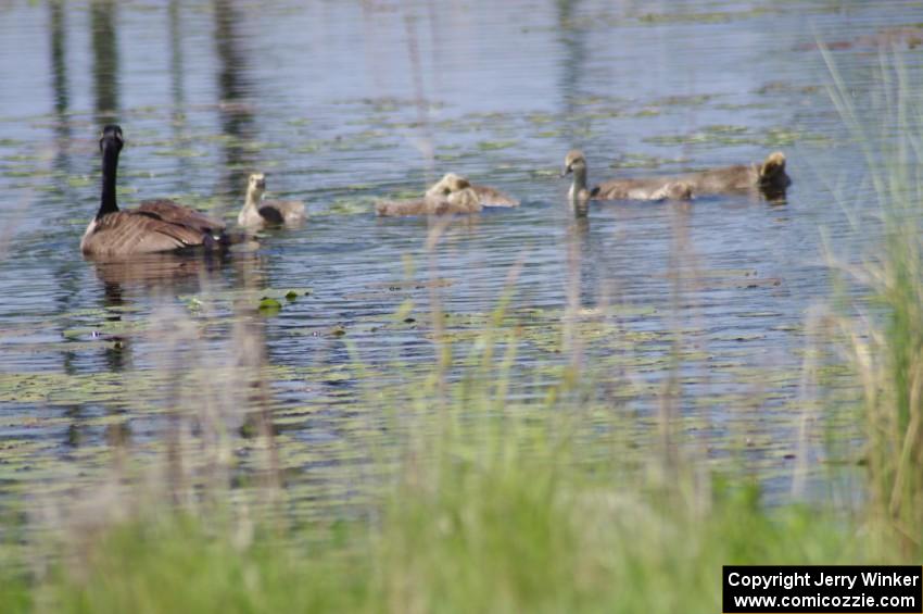 Canada Geese and young goslings