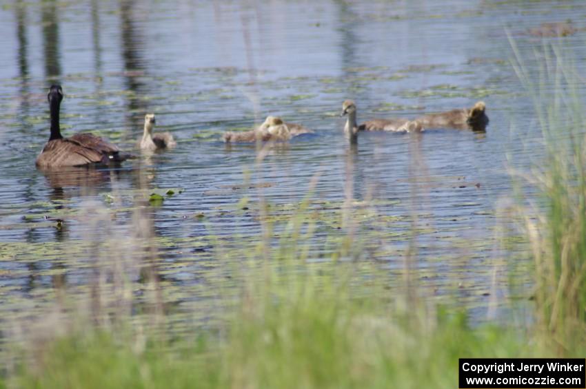 Canada Geese and young goslings