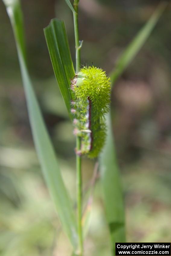 An Io Moth caterpillar spectated while munching on a blade of grass on SS9.